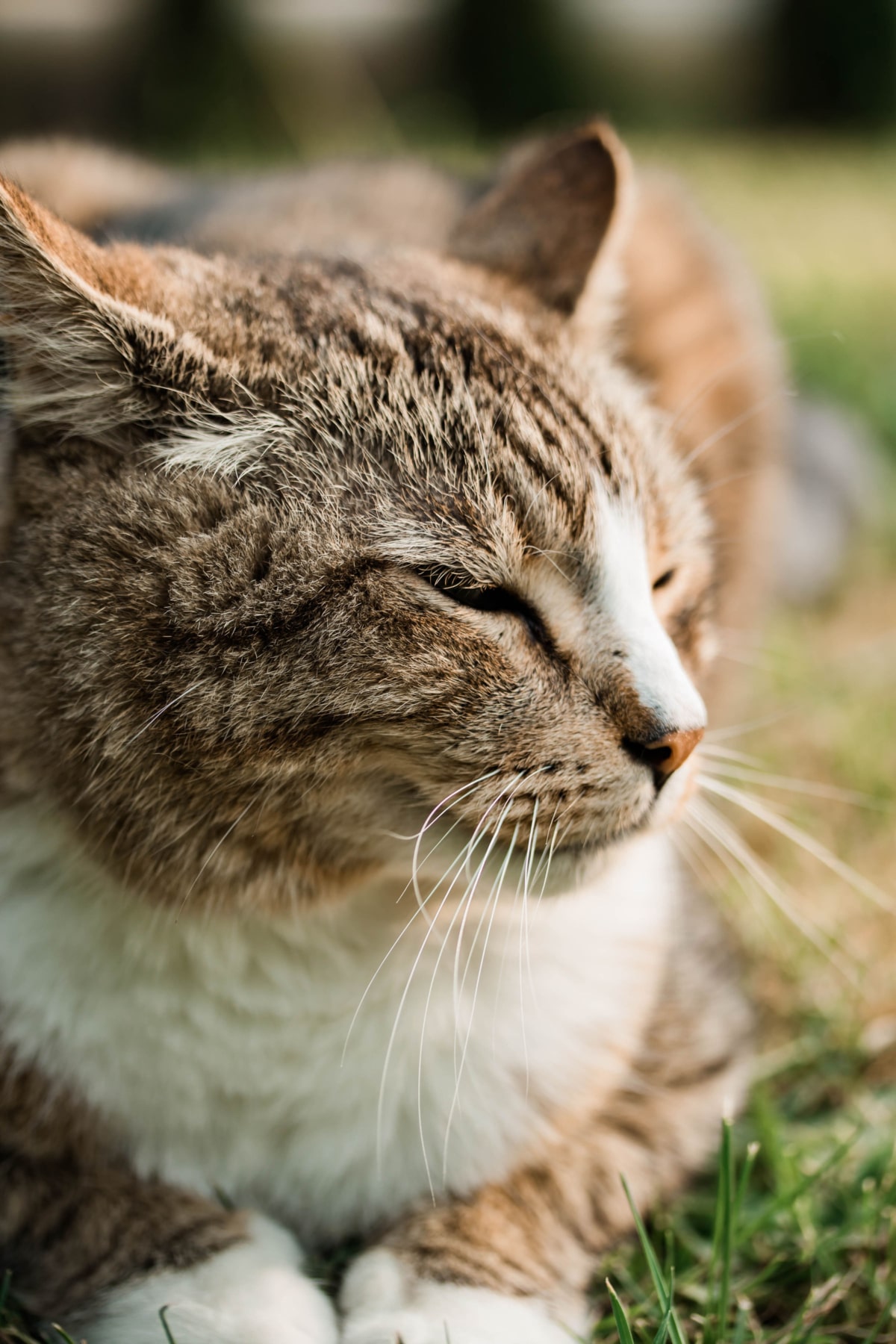 Our Pets Stanwood Veterinarian Vet Clinic Affordable Pet Care