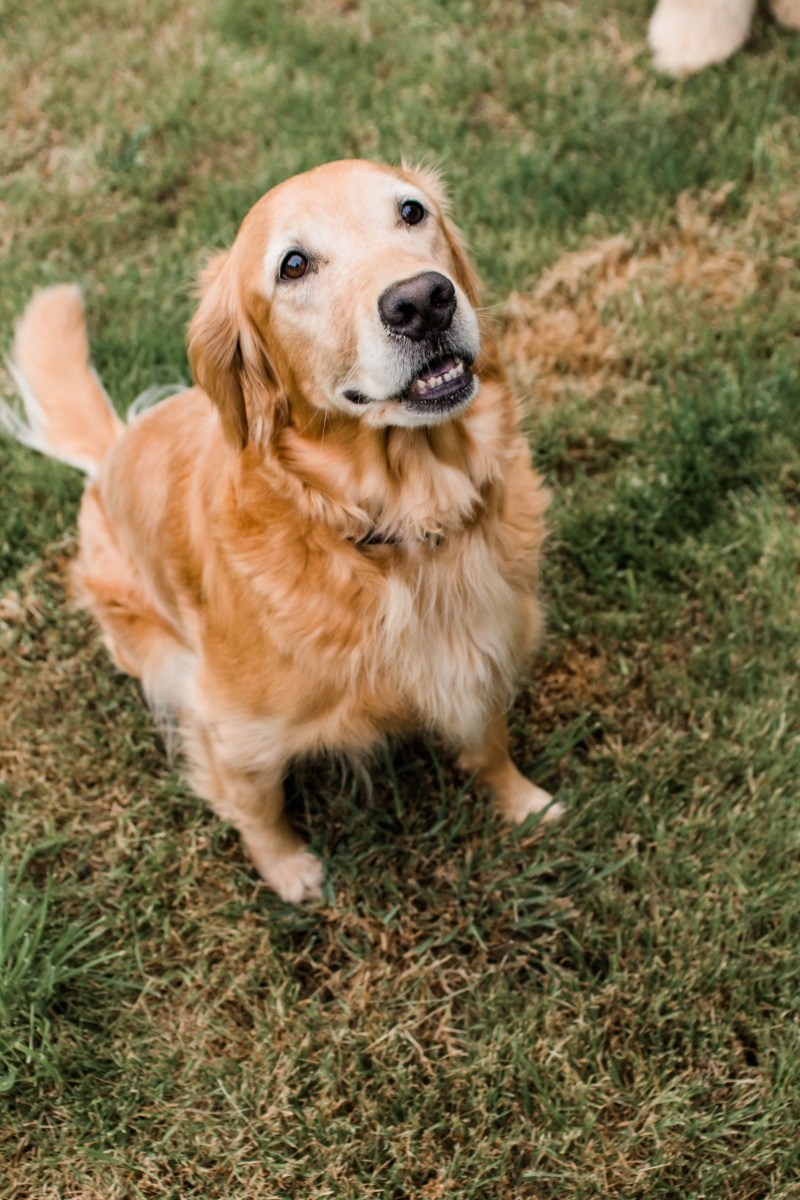 Our Pets Stanwood Veterinarian Vet Clinic Affordable Pet Care