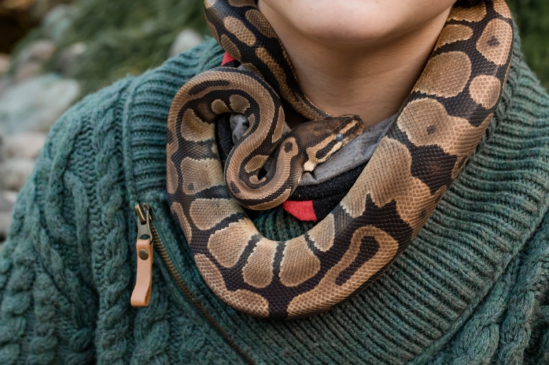 Our Pets Stanwood Veterinarian Vet Clinic Affordable Pet Care