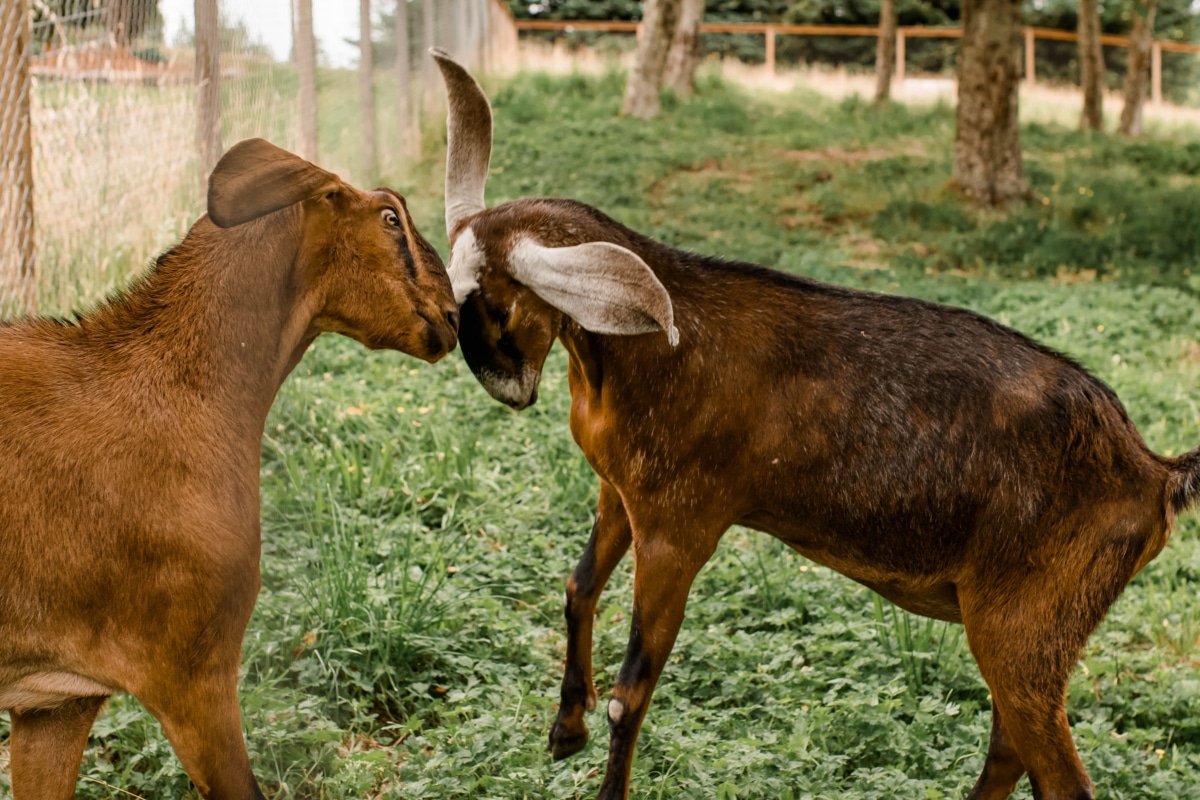 Our Pets Stanwood Veterinarian Vet Clinic Affordable Pet Care