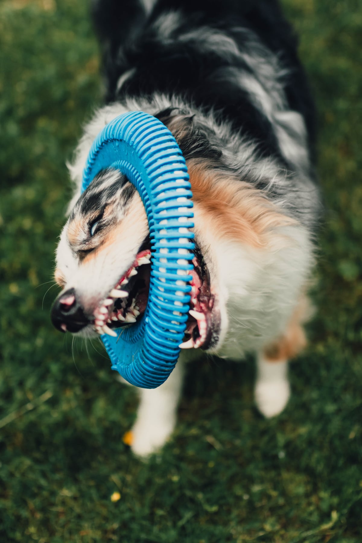 Affordable Pet Care San Antonio Reviews 28 - zklc74o