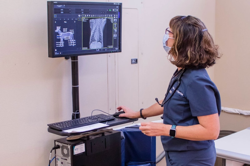 Veterinarian Services Stanwood Veterinarian Vet Clinic Affordable