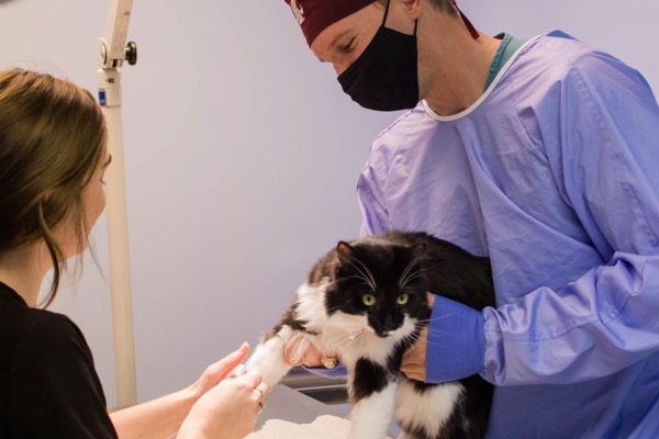 Affordable Pet Care Stanwoodnull